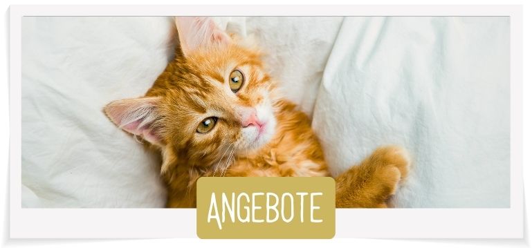 Angebote für Katzen